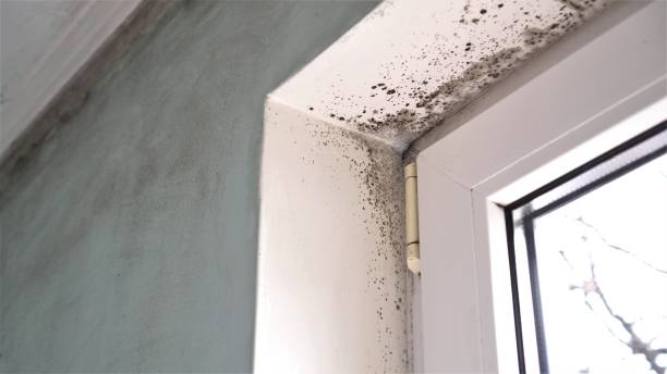 Best Mold Prevention Services  in South Deerfield, MA